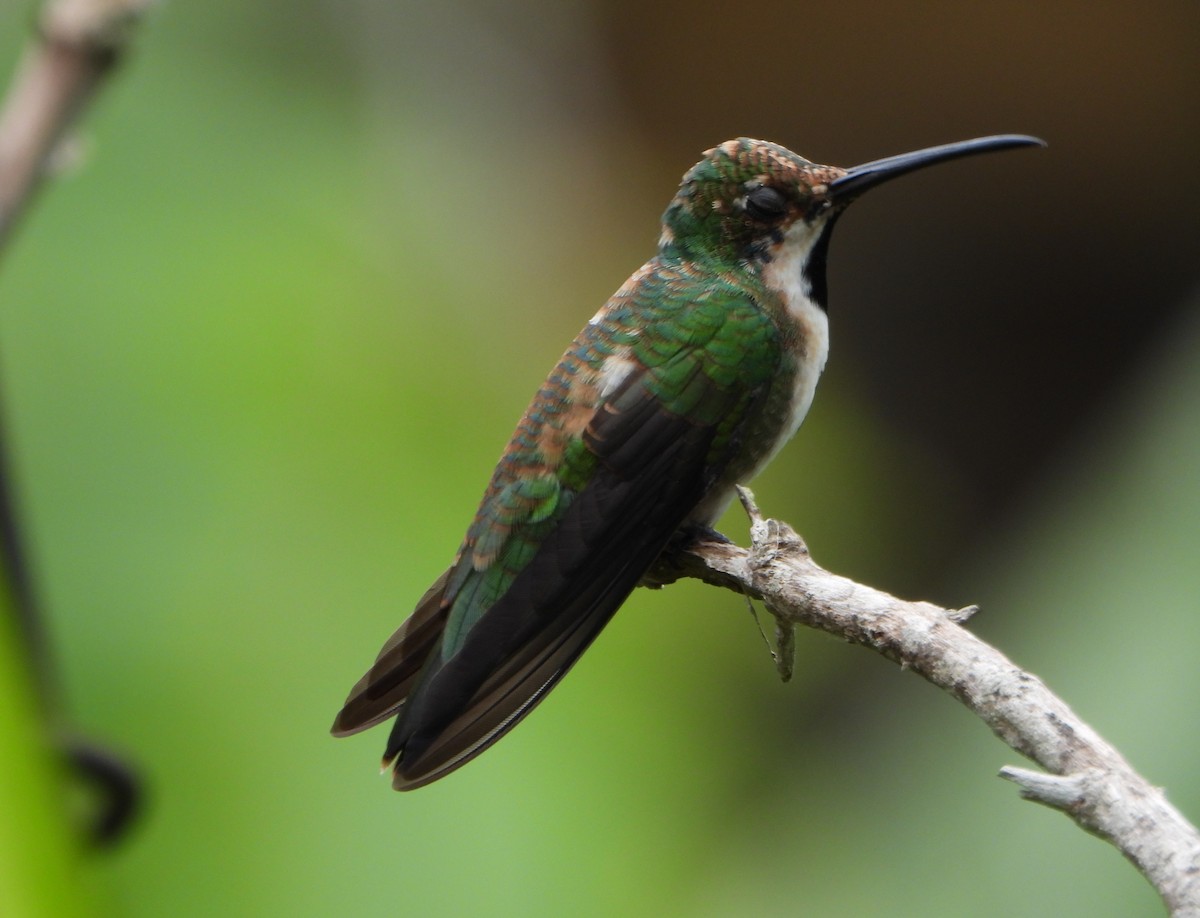 Black-throated Mango - ML641154142