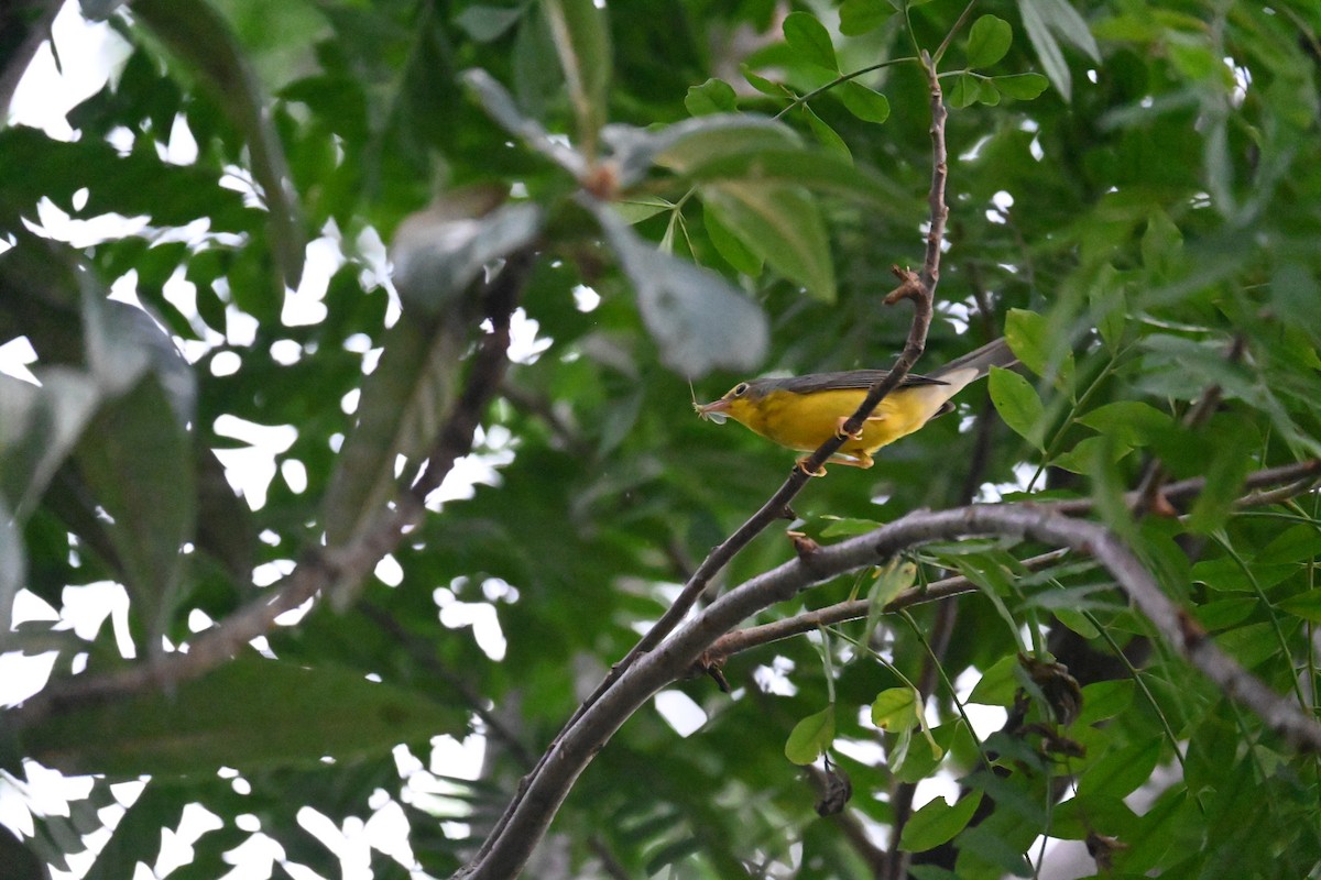 Canada Warbler - ML641154143