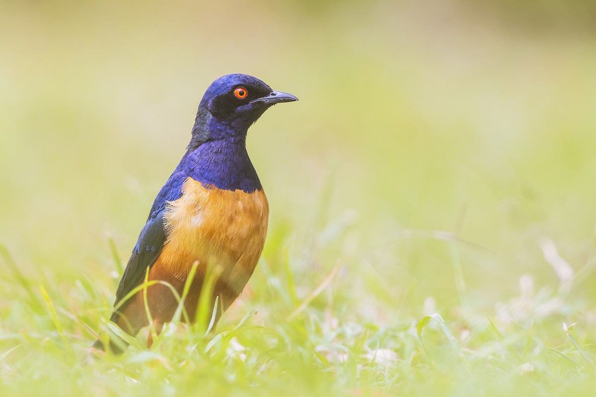 Hildebrandt's Starling - ML641154162
