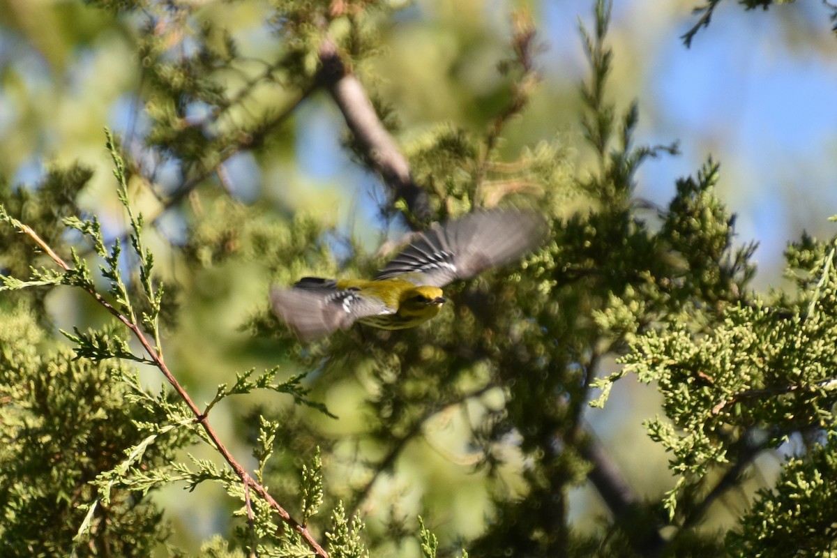 Black-throated Green Warbler - ML641154165