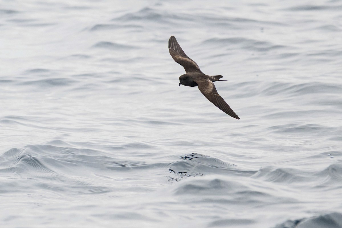 Black Storm-Petrel - ML641154172