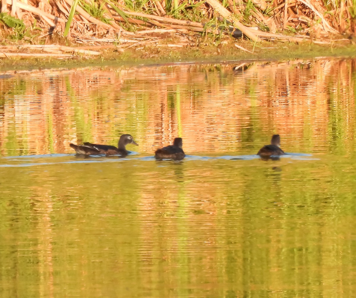 Wood Duck - ML641154186