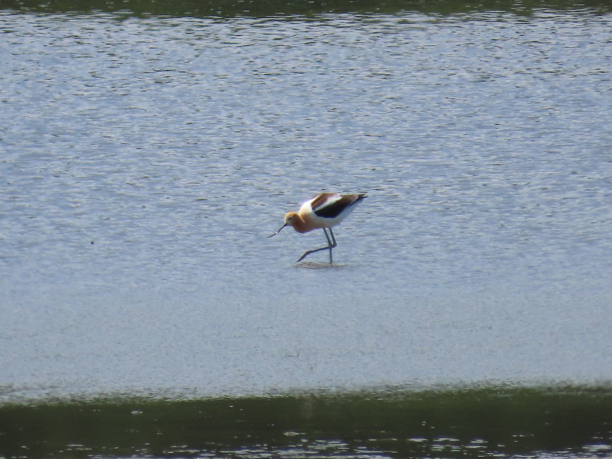 American Avocet - ML641154187