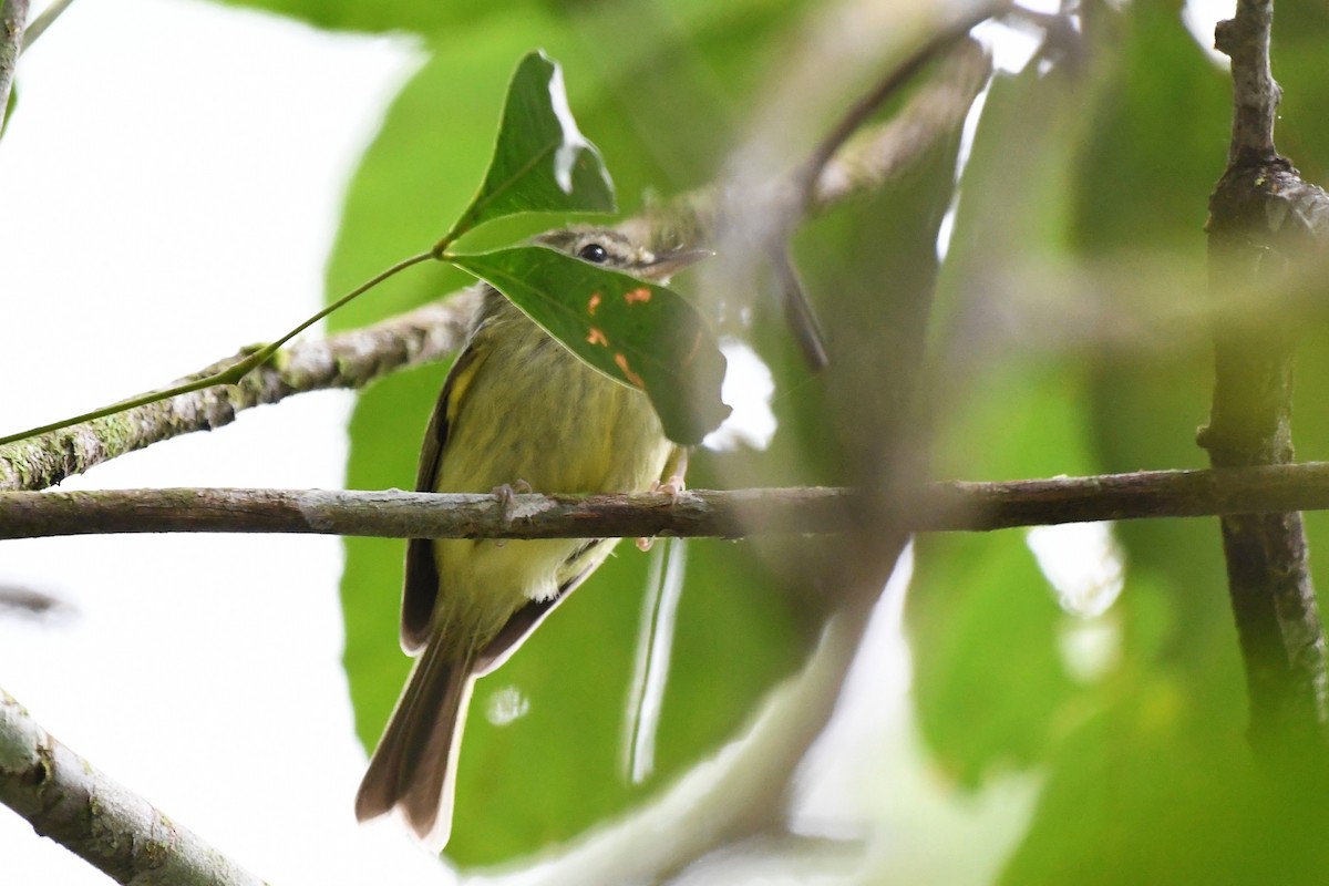 Sao Paulo Bristle-Tyrant - ML641154189