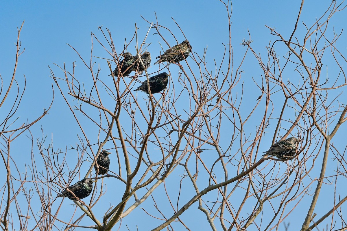 European Starling - ML641154206