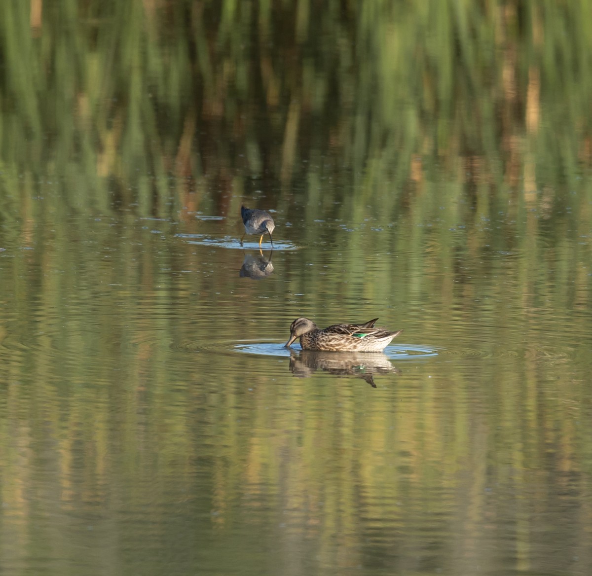 Green-winged Teal - ML641154207
