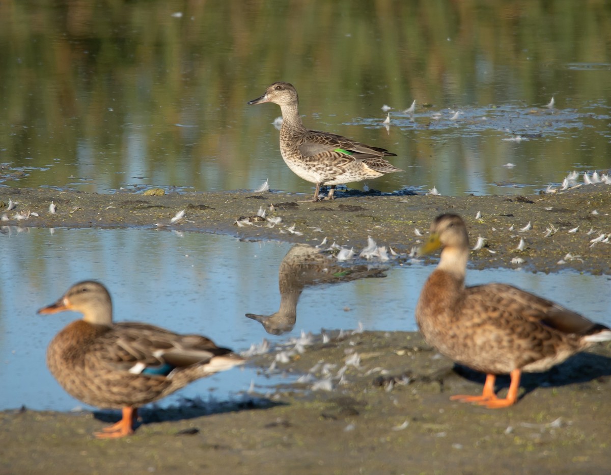 Green-winged Teal - ML641154208