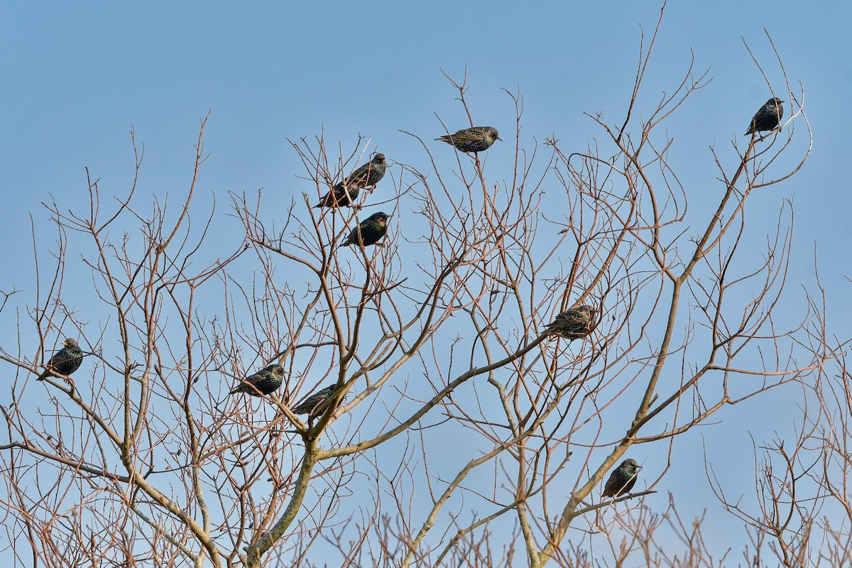 European Starling - ML641154209