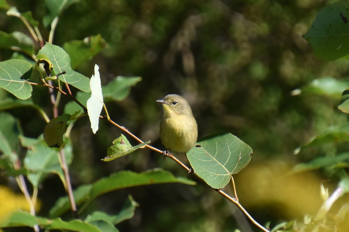 Common Yellowthroat - ML641154231