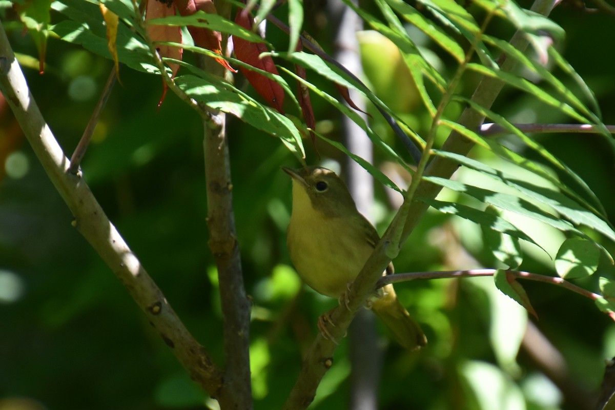 Common Yellowthroat - ML641154232