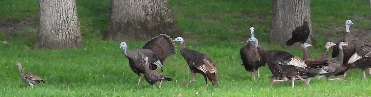 Wild Turkey - ML641154236