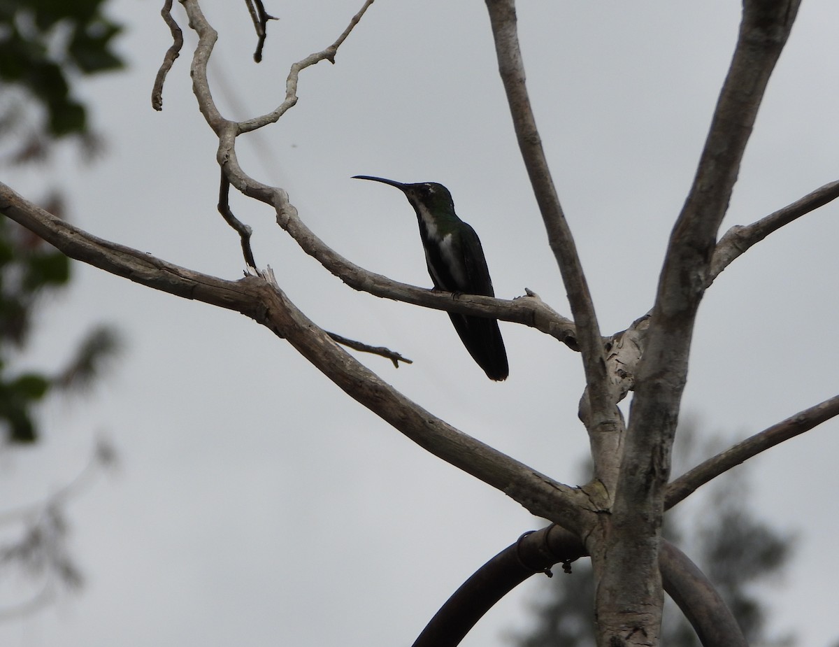 Black-throated Mango - ML641154252