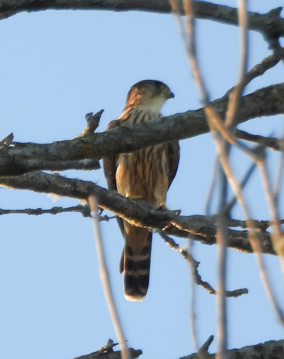 Merlin - ML641154256