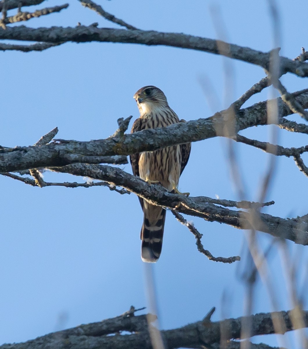 Merlin - ML641154257