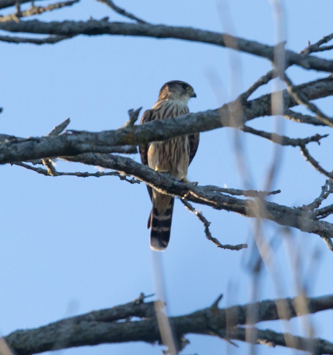 Merlin - ML641154259