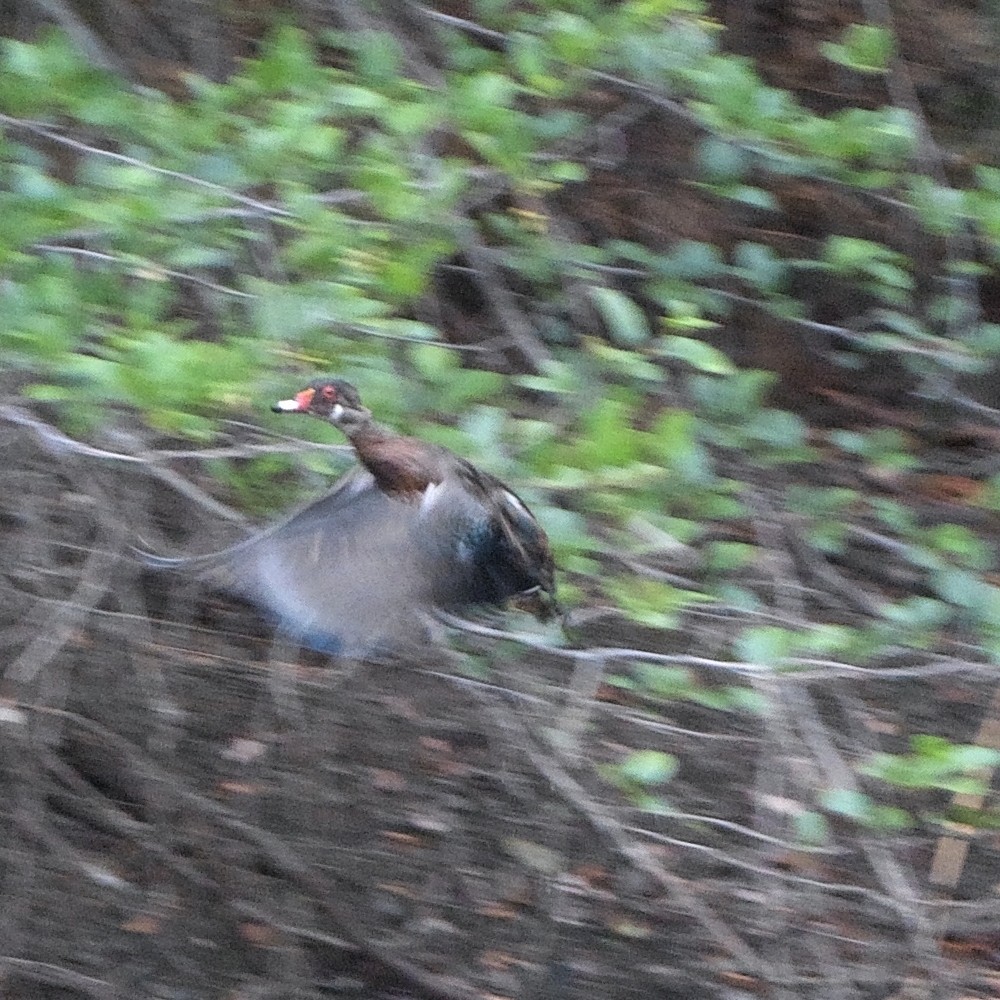 Wood Duck - ML641154267