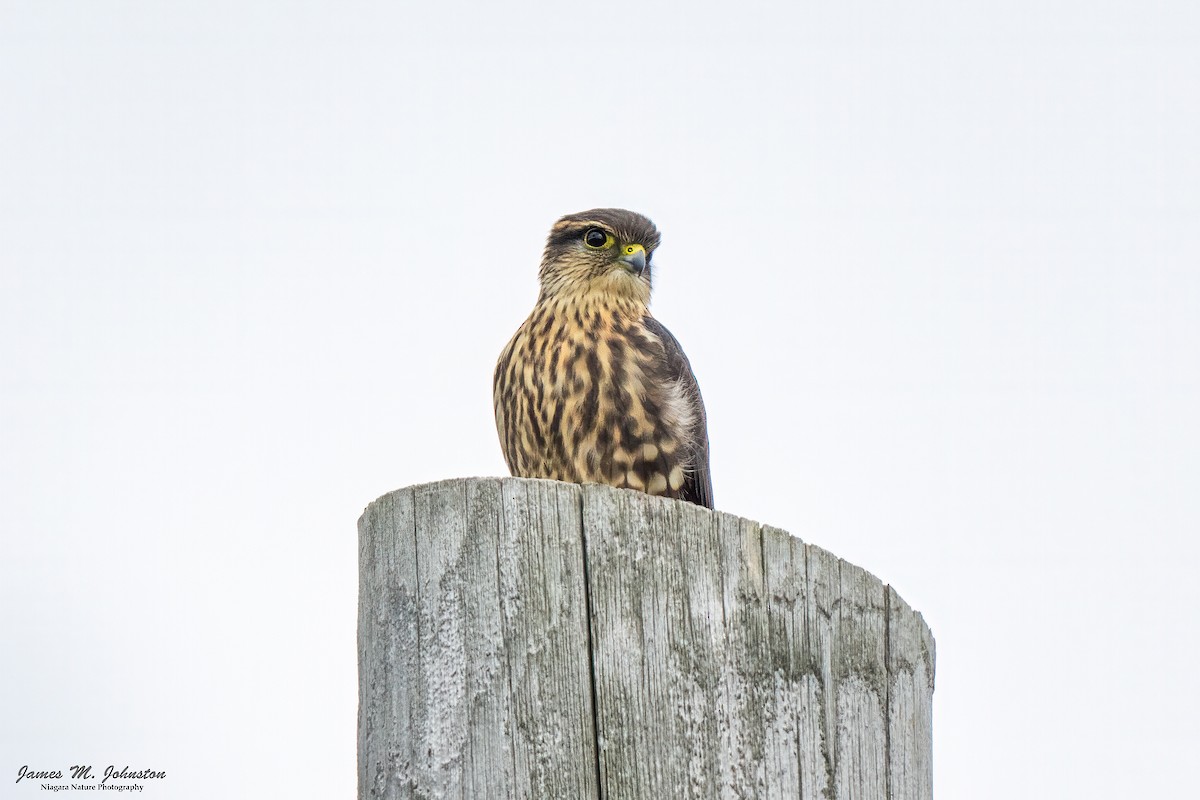 Merlin - ML641154269