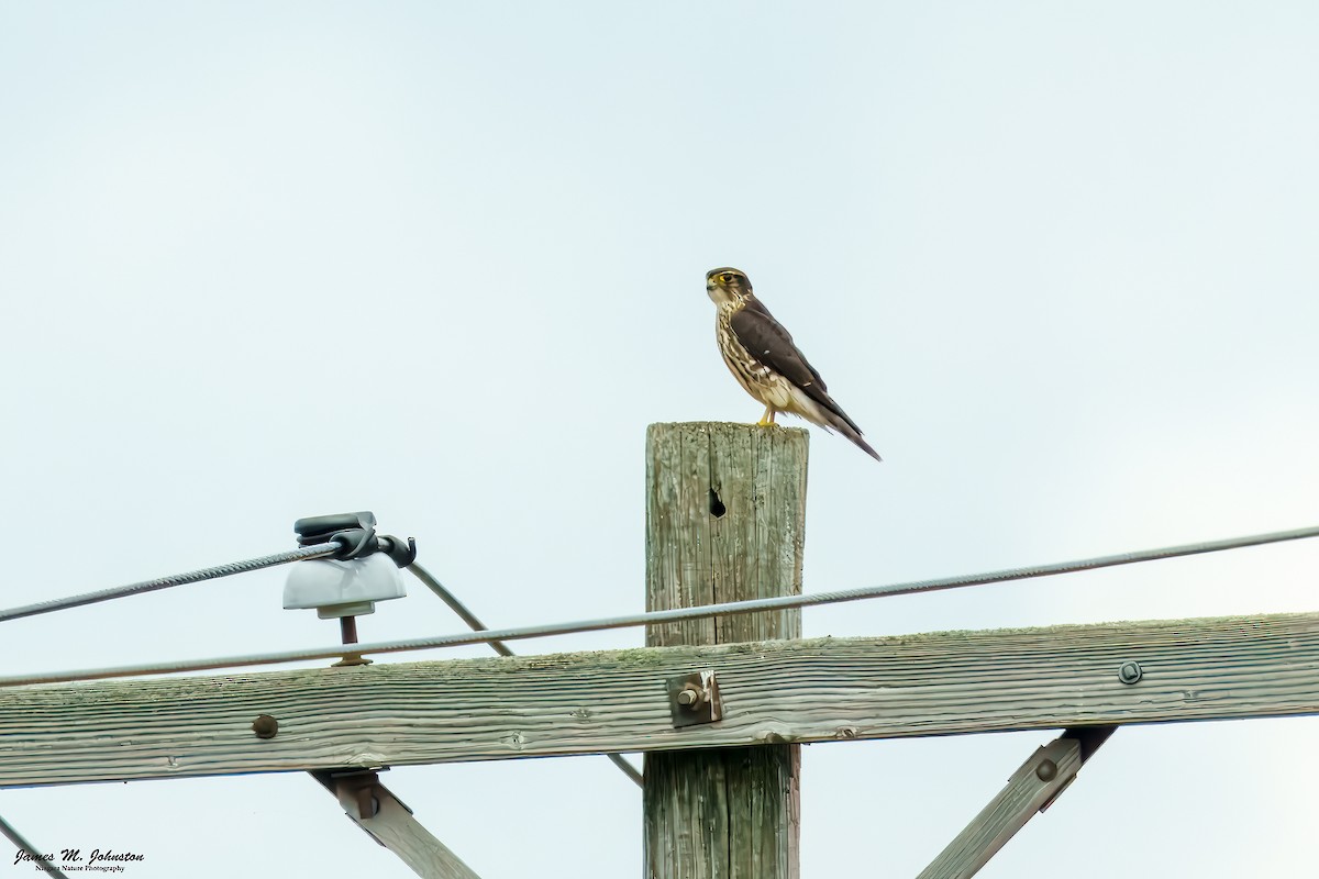 Merlin - ML641154270