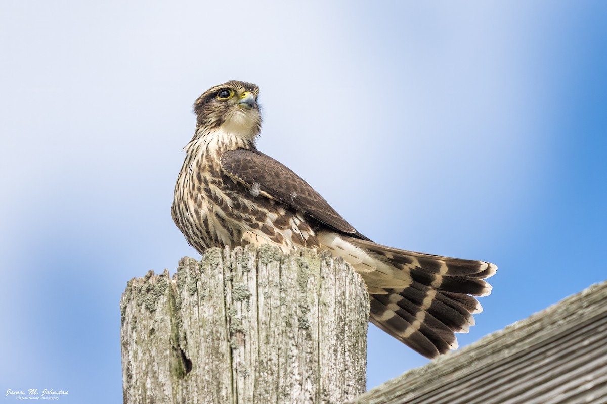 Merlin - ML641154271