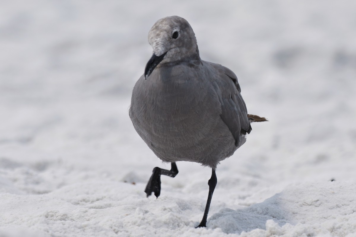 Goéland gris - ML641154273