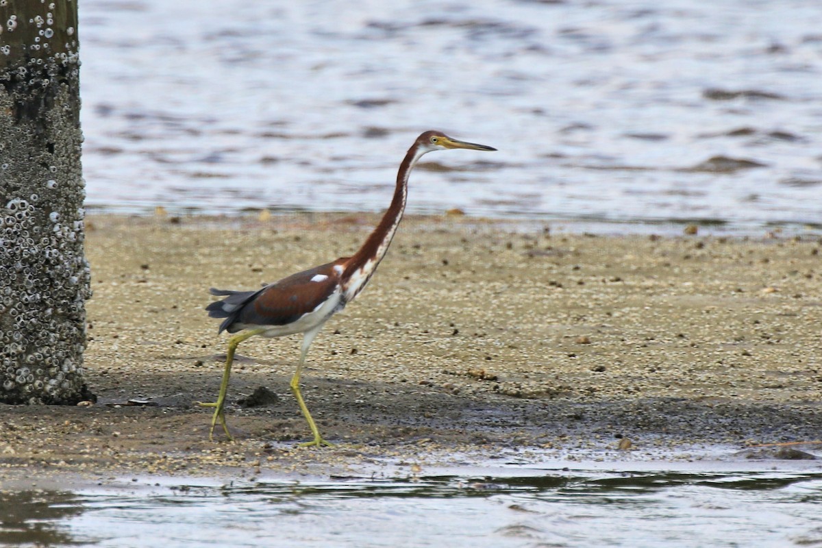 volavka tříbarvá - ML641154285