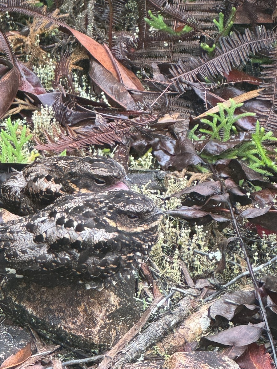 Diabolical Nightjar - ML641154289