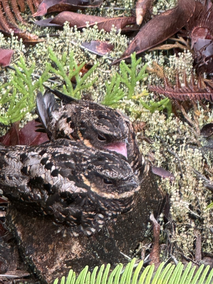 Diabolical Nightjar - ML641154290