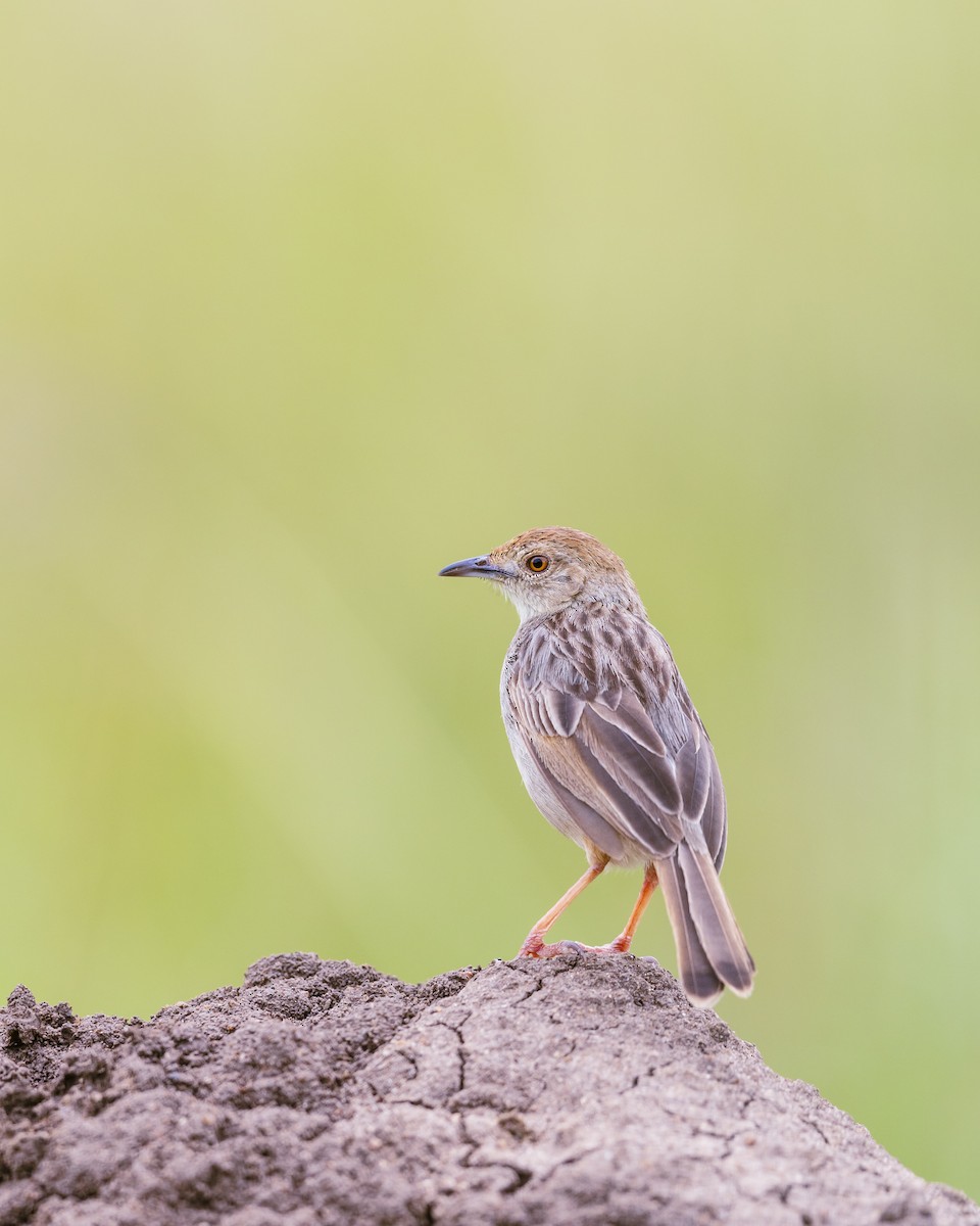 Winding Cisticola - ML641154339