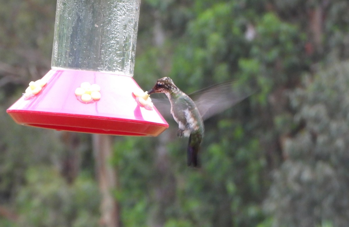 Black-throated Mango - ML641154351