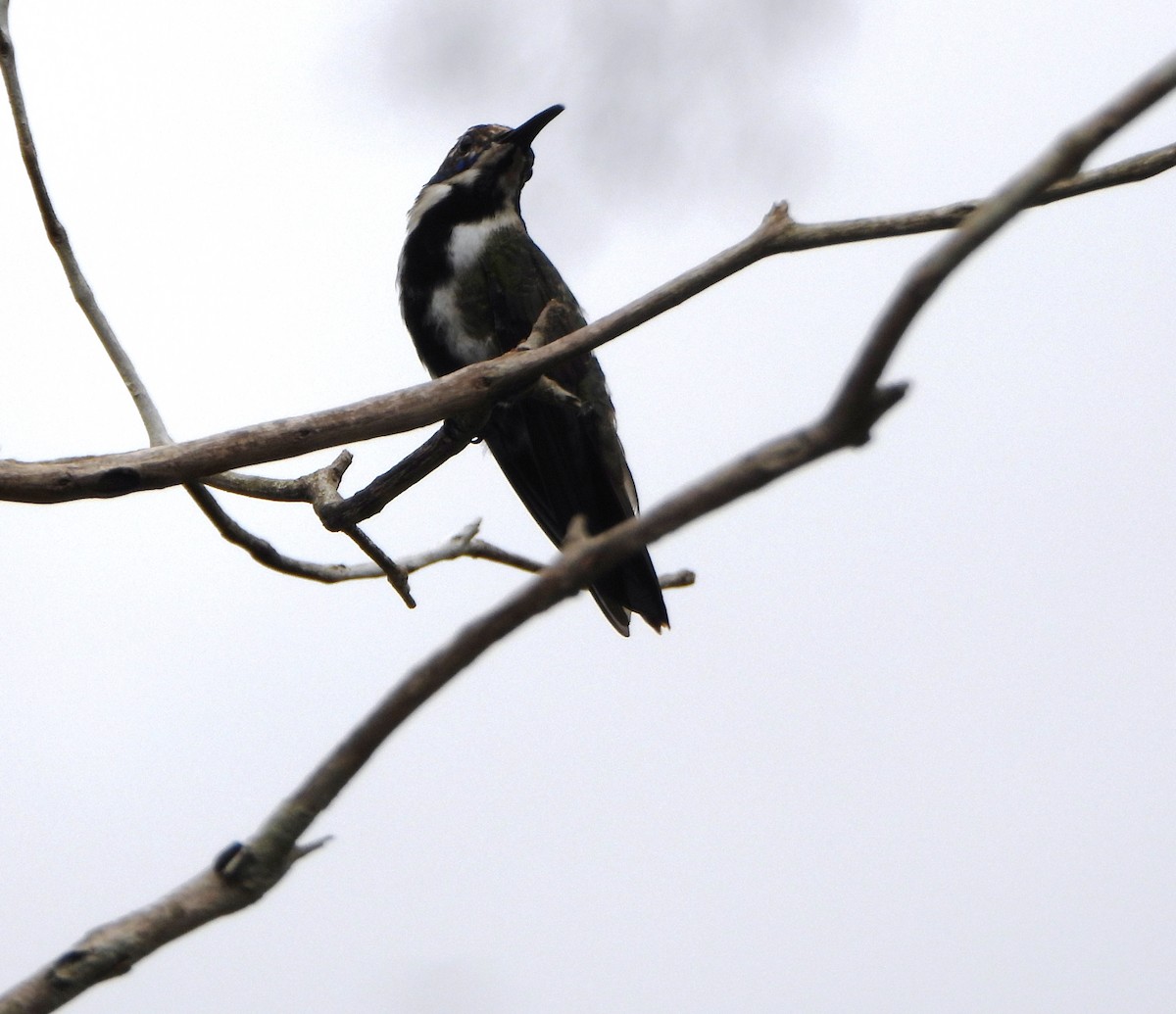 Black-throated Mango - ML641154352