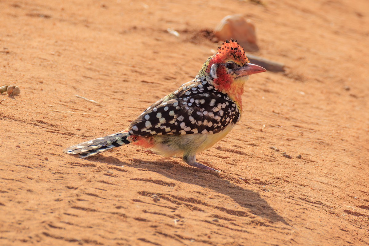 Red-and-yellow Barbet - ML641154356