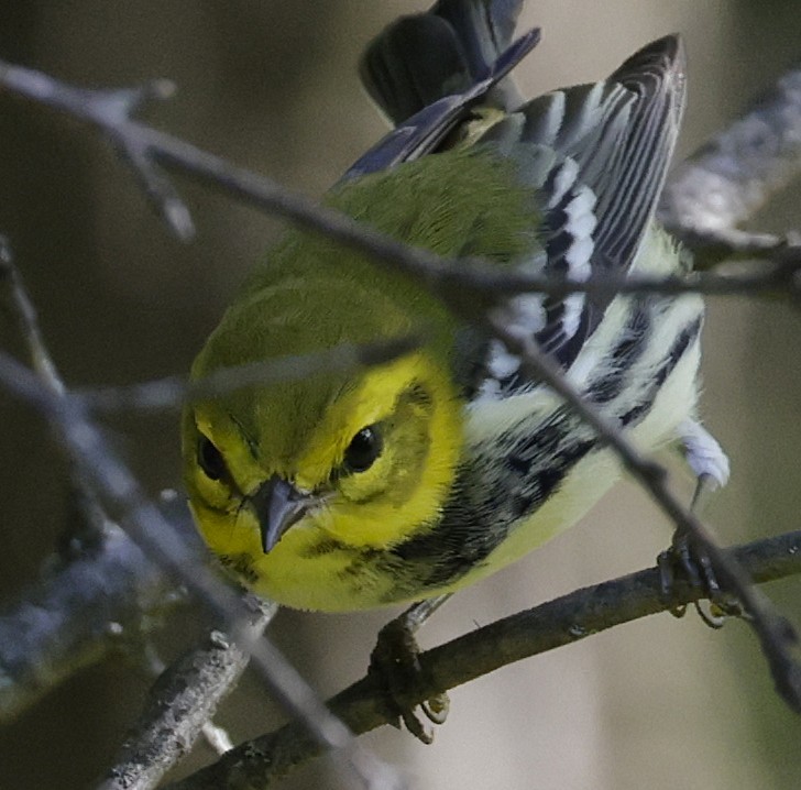 Black-throated Green Warbler - ML641154357