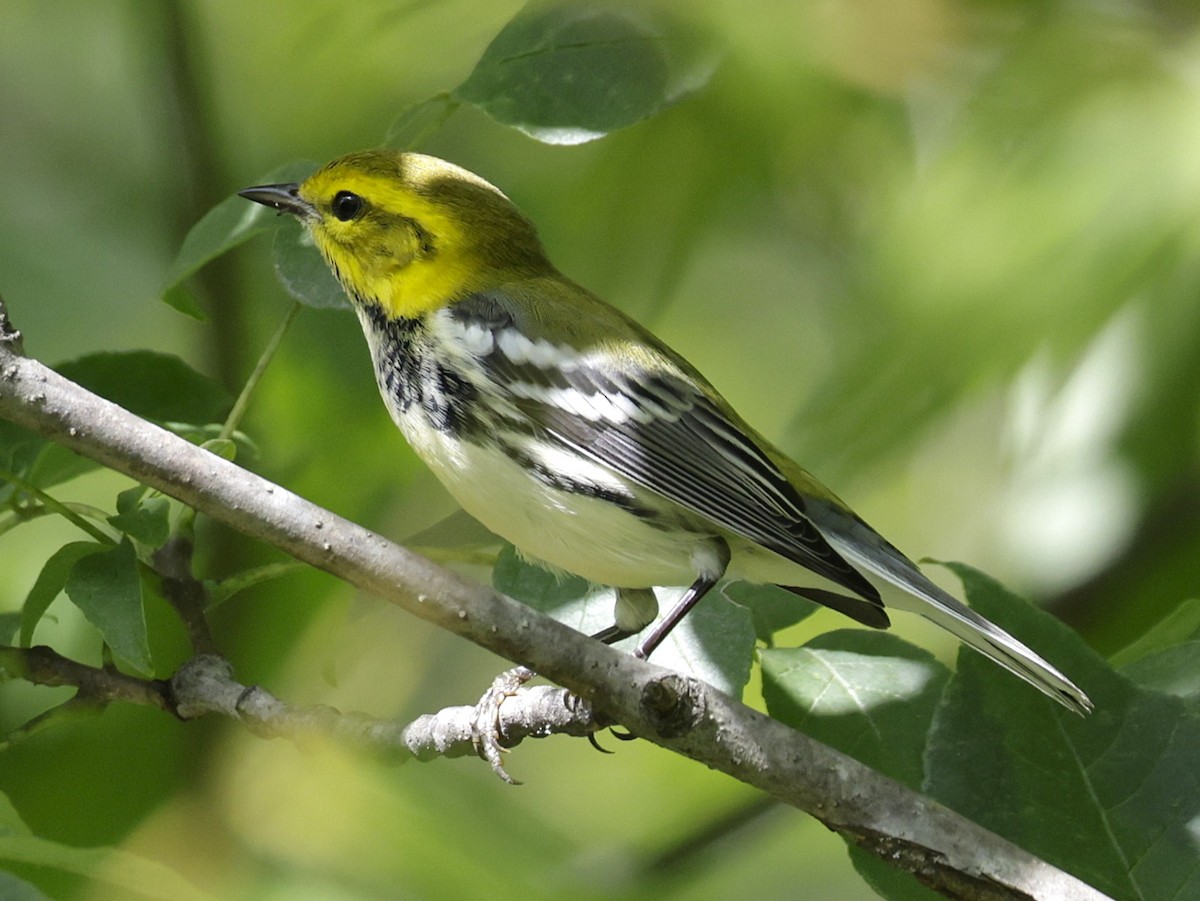Black-throated Green Warbler - ML641154358