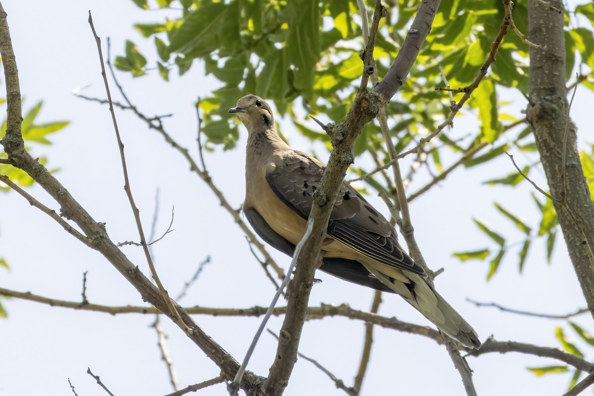 Mourning Dove - ML641154362