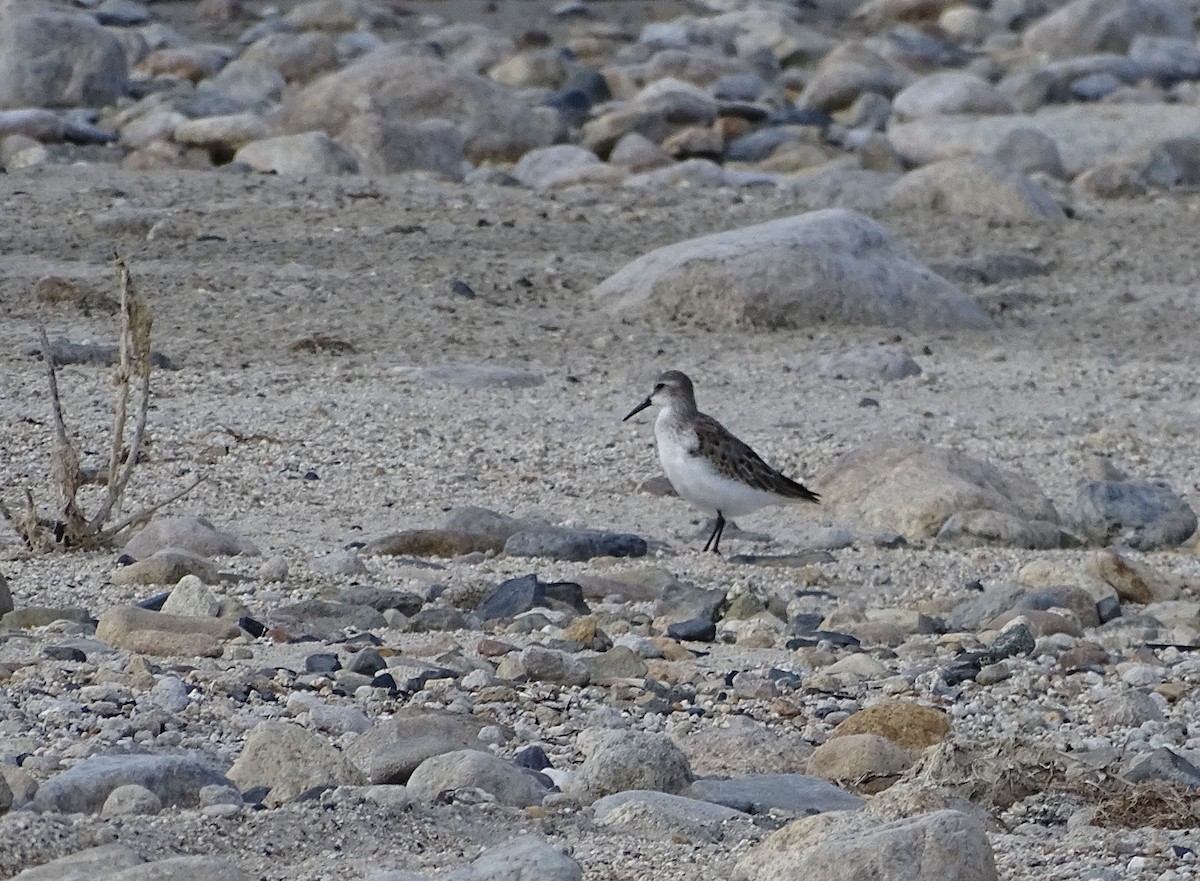 Western Sandpiper - ML641154366