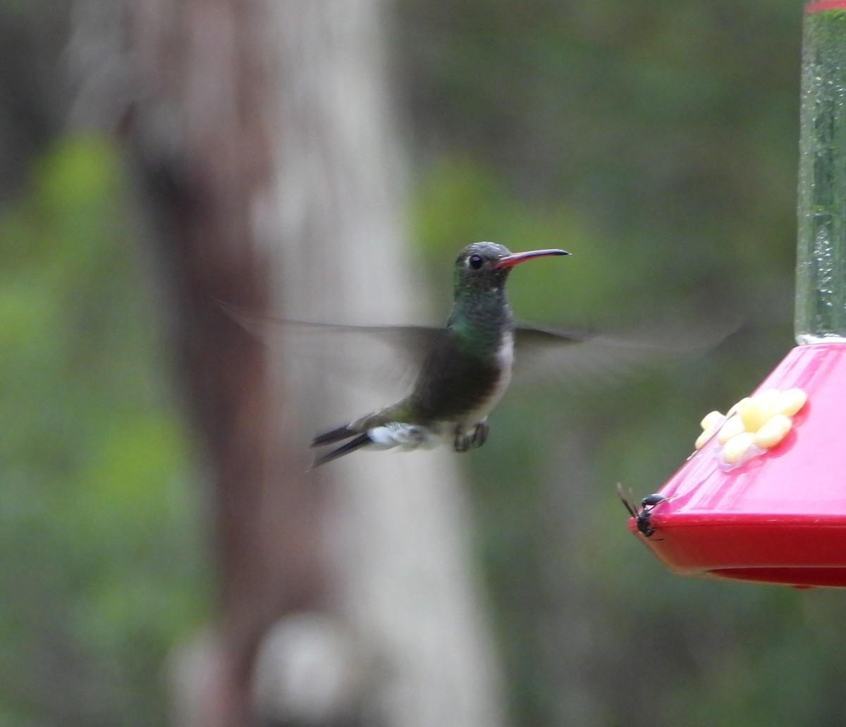 Glittering-throated Emerald - ML641154405