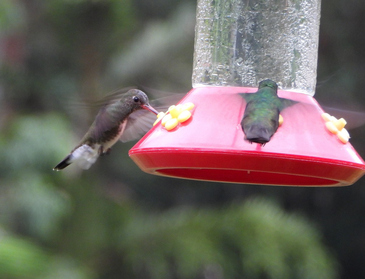 Glittering-throated Emerald - ML641154406