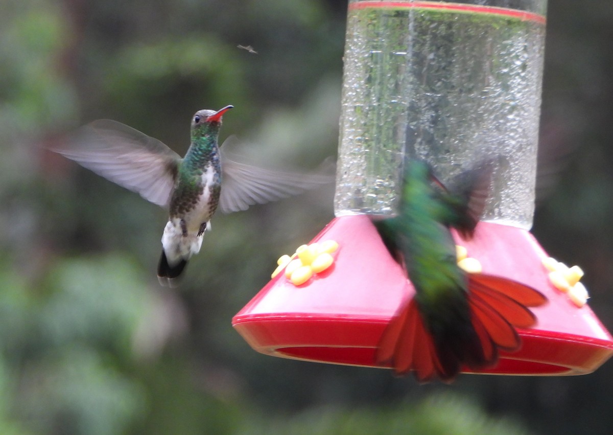 Glittering-throated Emerald - ML641154407