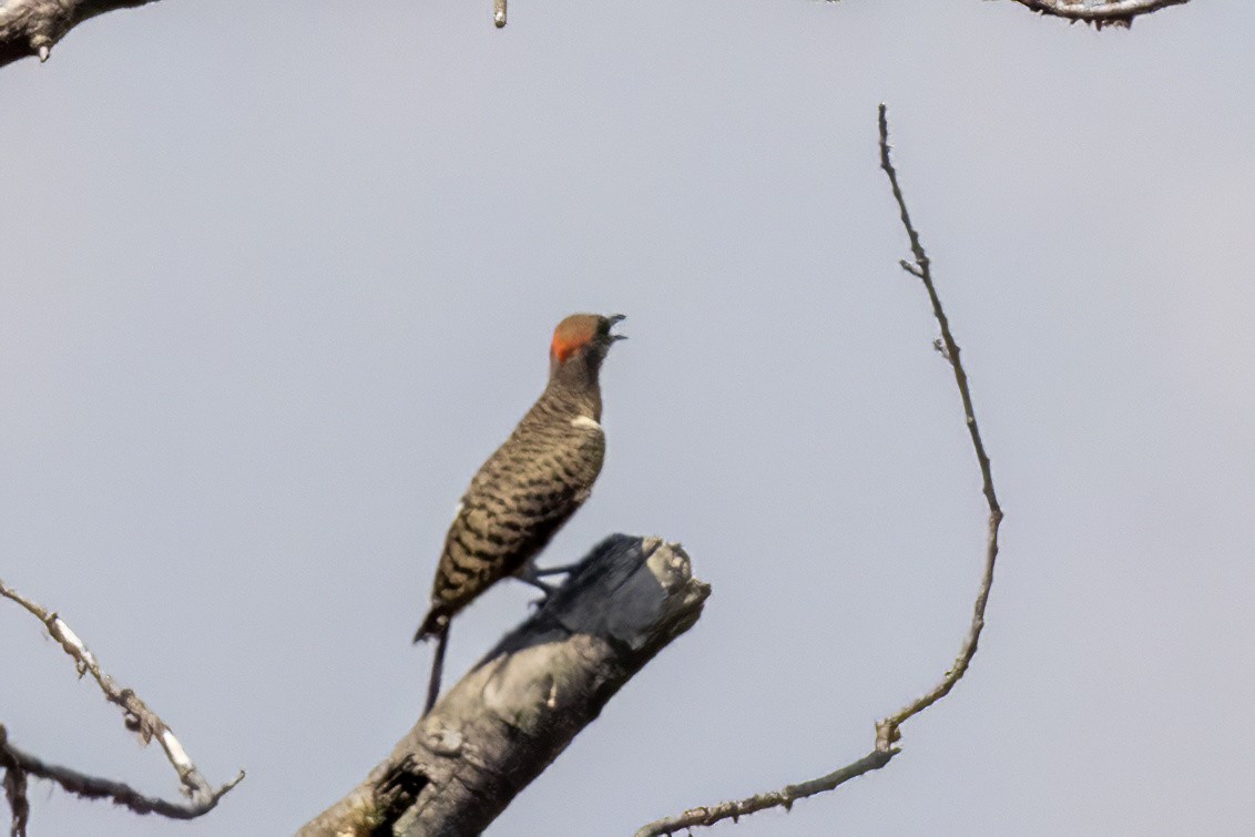 Northern Flicker (Yellow-shafted) - ML641154412