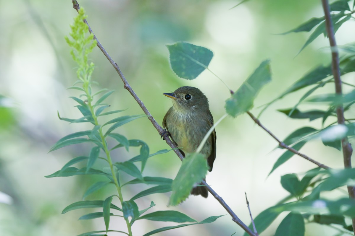 Least Flycatcher - ML641154414