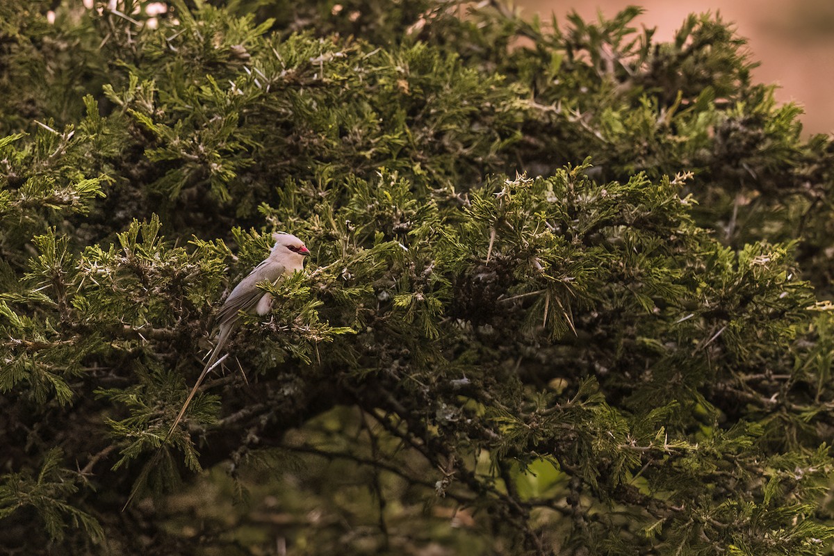 Blue-naped Mousebird - ML641154425