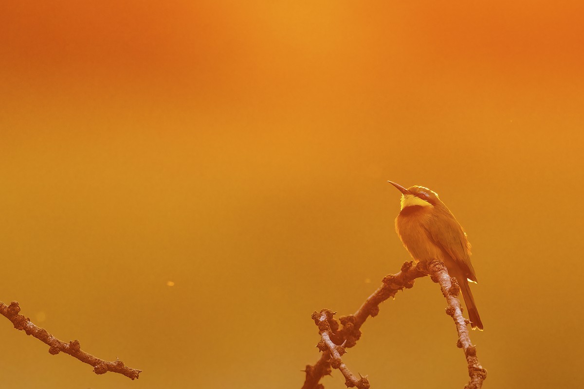 Little Bee-eater - ML641154439