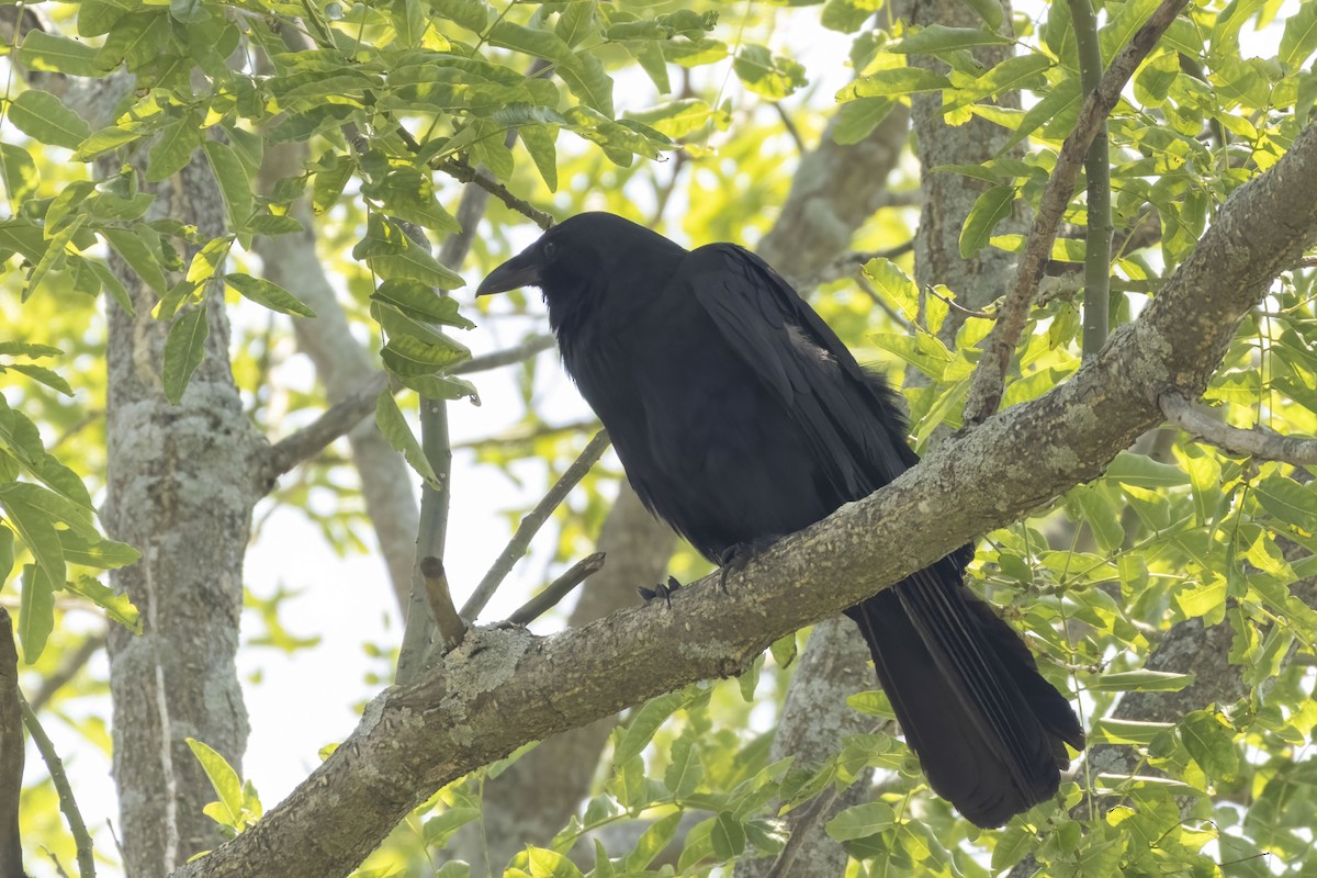Fish Crow - ML641154447