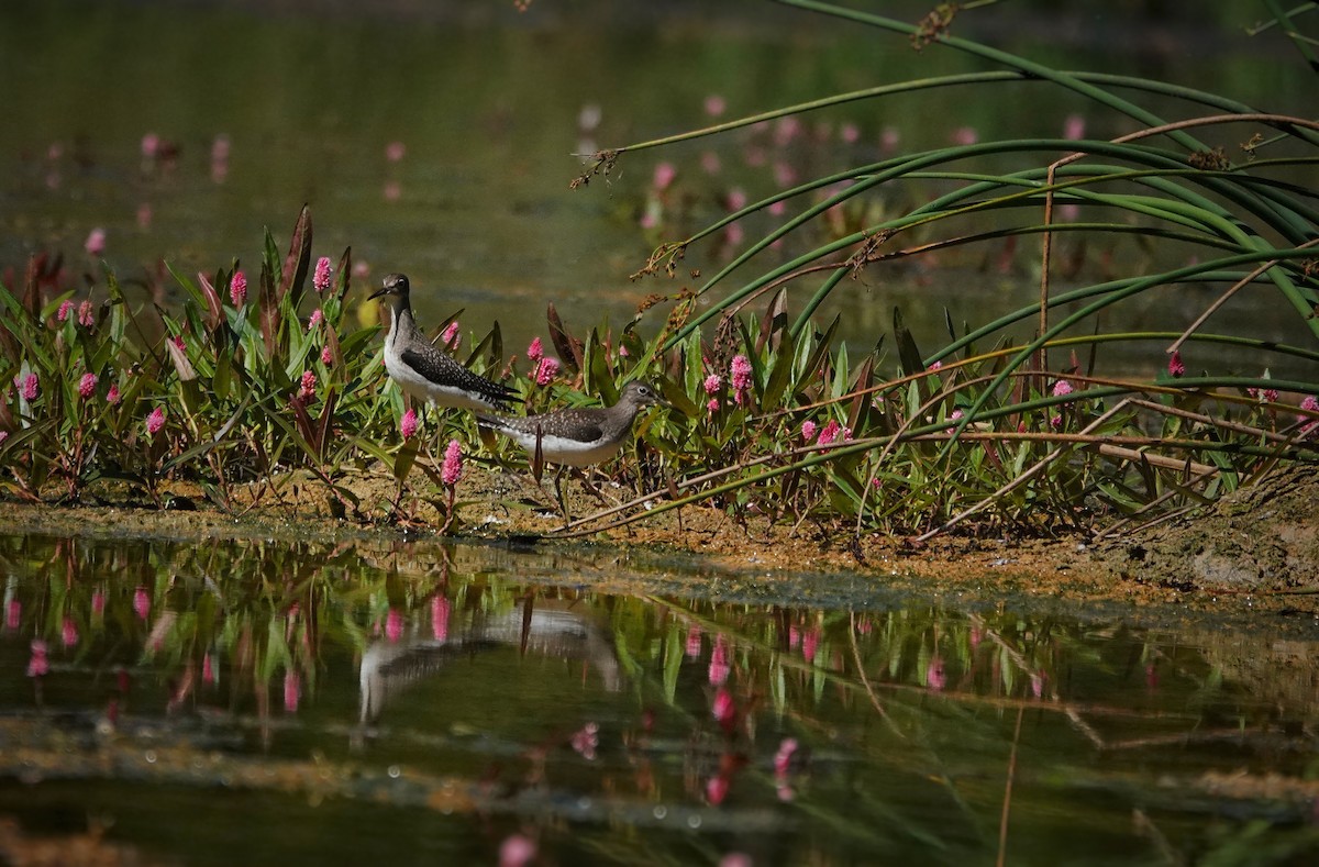 Solitary Sandpiper - ML641154453