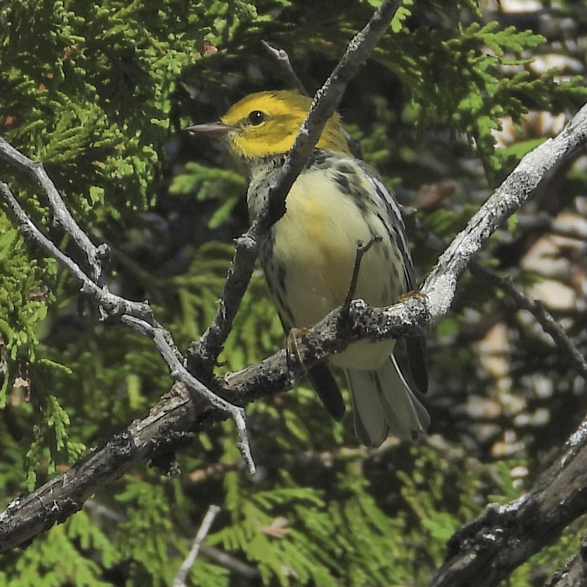 Black-throated Green Warbler - ML641154456