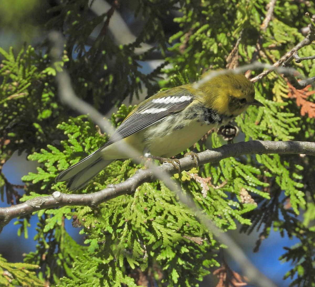 Black-throated Green Warbler - ML641154457
