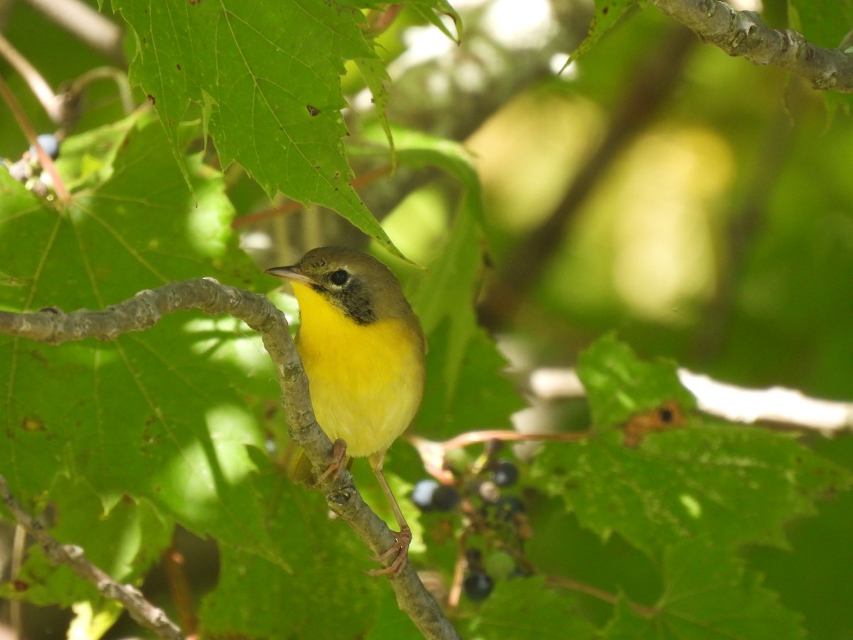 Common Yellowthroat - ML641154474