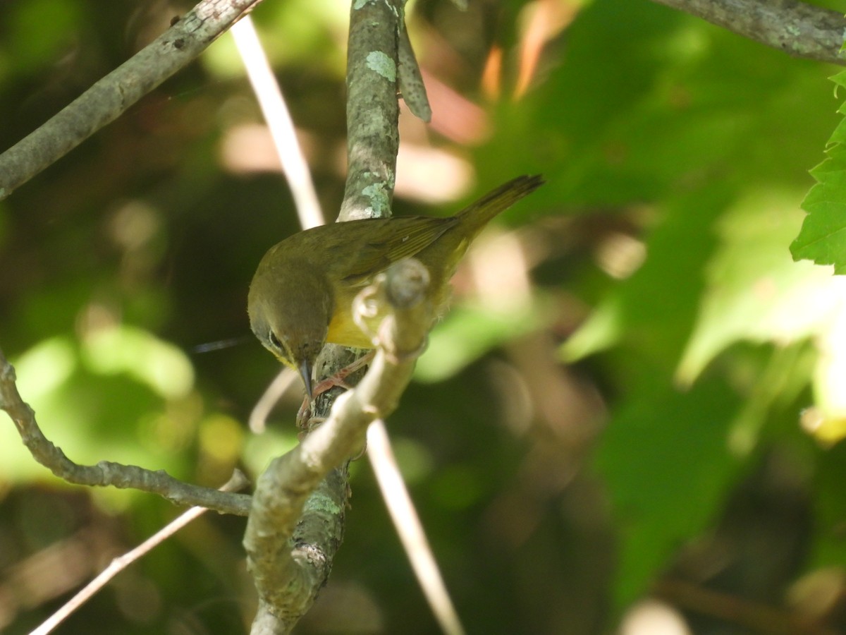 Common Yellowthroat - ML641154475