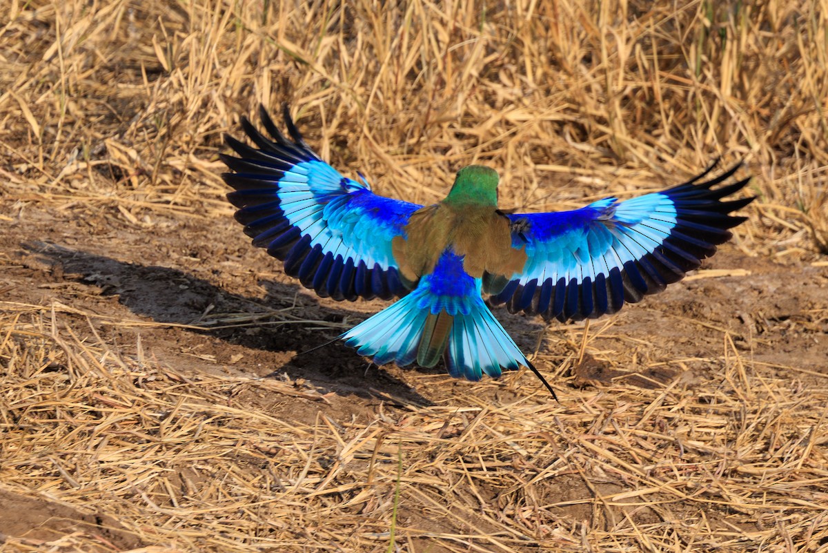ライラックニシブッポウソウ（caudatus） - ML641154483