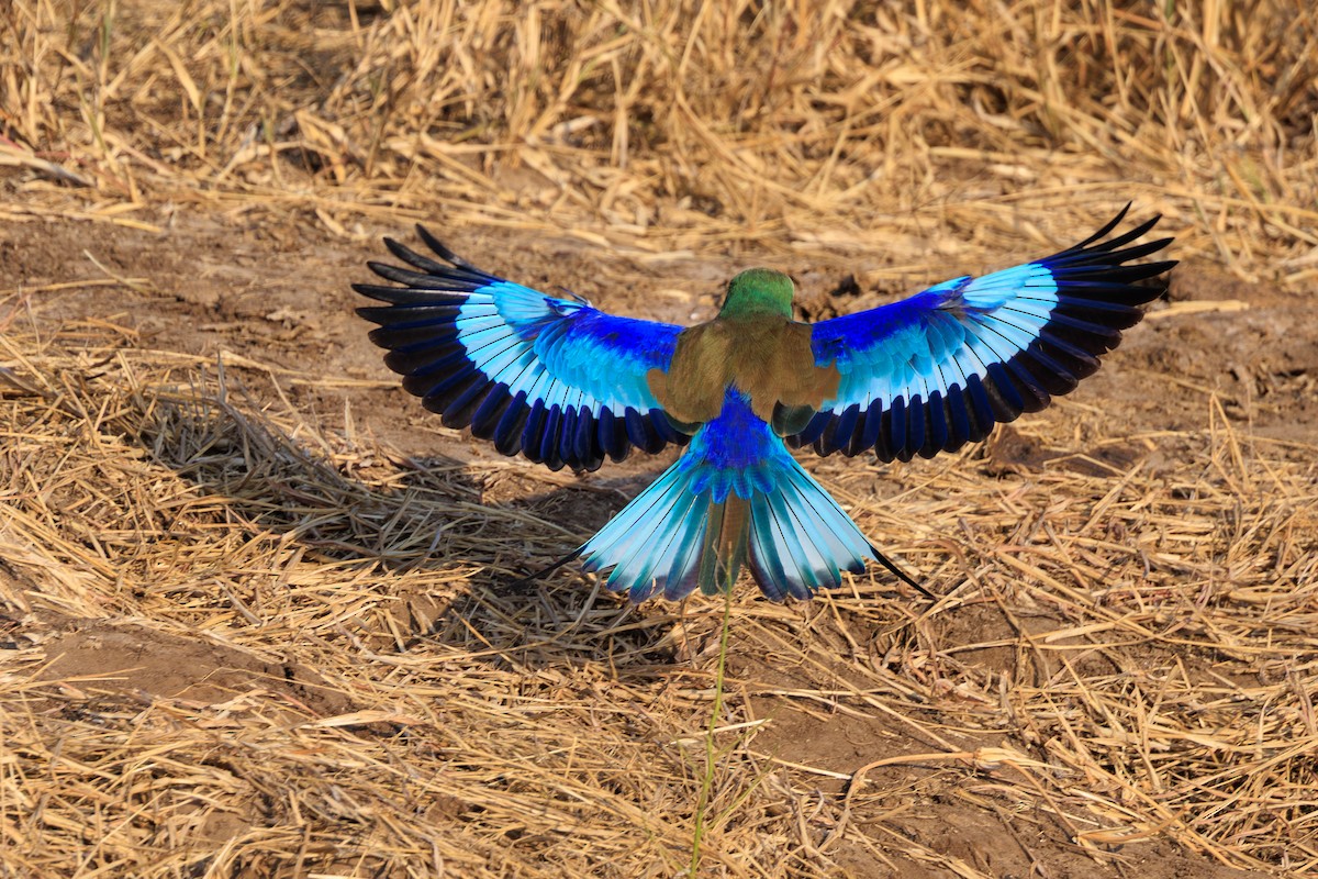 ライラックニシブッポウソウ（caudatus） - ML641154484